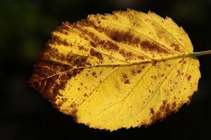 Close up of a leaf that has turned yellow in autumn. The leaf glows in bright colors against a dark background in nature. You can clearly see the texture and structure. photo