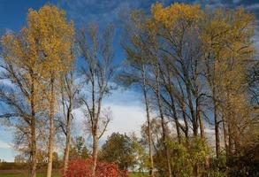 Autumn shot of birch trees whose leaves have turned yellow. In the background the blue sky with white clouds. Other trees are bare. The image is in landscape format. photo