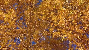 herfst geel bladeren zwaaien in winderig dag. video