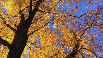 Bottom up view of gnarled autumn birches. video