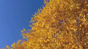 Swaying branches of a birch with yellow leaves. video