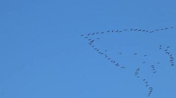 kudde van kranen vliegend in vorming naar opslaan energie met blauw lucht achtergrond vertrekken naar hun overwintering gronden net zo regelmatig migratie in herfst en voorjaar in zuiden richting en warm Regio's naar overleven video