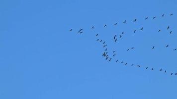 Flock of cranes flying in formation to save energy with blue sky background leave to their wintering grounds as regular migration in autumn and spring in south direction and warm regions to survive video