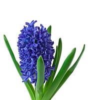 Blue hyacinth isolated on white background photo