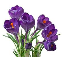 Spring bouquet of purple crocuses isolated on white background photo