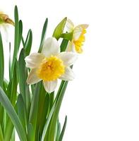 Spring flowers narcissus isolated on white background. photo