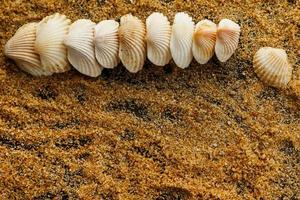 Seashells and sand photo
