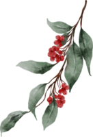 acuarela hojas de navidad y acebo png