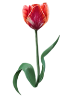 tulipe rouge avec des veines blanches dessin à main levée png