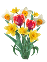 flores de primavera tulipanes y narcisos en un dibujo de ramo png