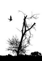 vector de silueta de árbol muerto con pájaros volando. árbol sin hojas en el lado del bosque, paisaje natural. ilustraciones de árboles desnudos o secos.