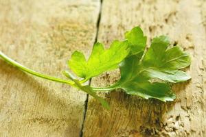 Twig of parsley photo