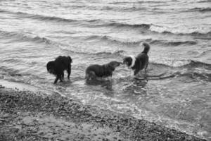 Goldendoodle y perros pastores australianos jugando en el mar. retozando en el agua foto