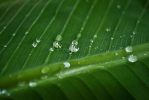 Raindrop on green leave background photo