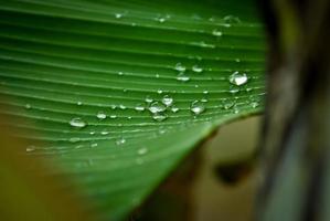 Raindrop on green leave background photo