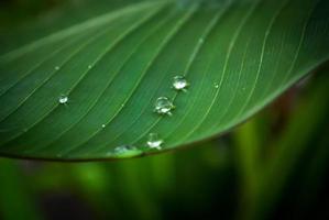 Raindrop on green leave background photo