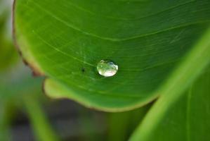 Raindrop on green leave background photo