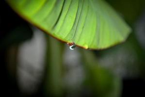 Raindrop on green leave background photo