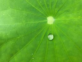 Raindrop on green leave background photo
