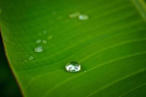 Raindrop on green leave background photo