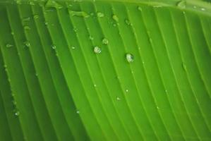 Raindrop on green leave background photo