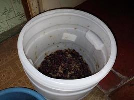 Production of grape pulp for making homemade wine must photo