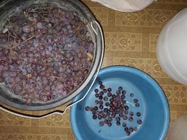 Production of grape pulp for making homemade wine must photo