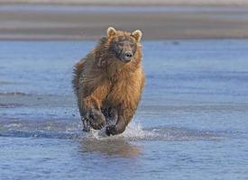 grizzly corriendo tras su presa foto