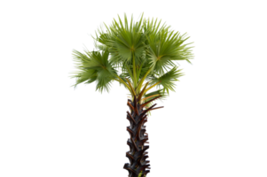Isolated  Palmyra palm trees on transparent background PNG file