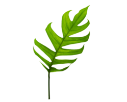 tropical jungle monstera leaves isolated on transparent background PNG file