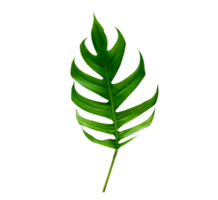 tropical jungle monstera leaves isolated on transparent background PNG file