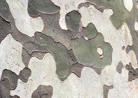 Tree bark with beautiful patterns for decorative design or wallpapers, Natural background in abstract style. photo