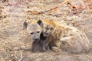 Hyena cub cuddle up with it's mother photo