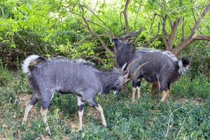 Two nyala bulls in a standoff photo