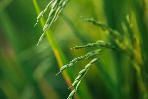 plantas jóvenes de arroz verde en el campo foto