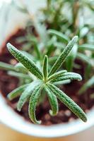 romero verde fresco de cerca. cultivar plantas medicinales en casa. fotografía macro de primavera. foto