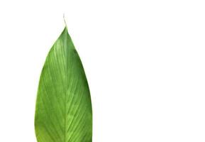 Isolated turmeric leaf with clipping paths. photo