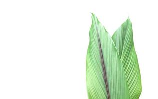 Isolated turmeric leaf with clipping paths. photo