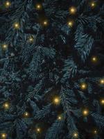 Christmas tree fluffy branches with gold shiny lights. Festive Xmas border of green branch of pine. Pattern spruce branch. New Year vertical background with space for text. Christmas wallpaper photo