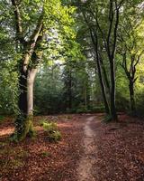 día soleado en speulderbos en putten, países bajos foto