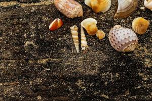Different seashells and sand photo