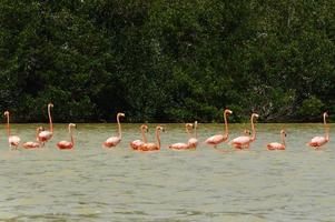 Group of beautiful pink flamingos. Celestun, Mexico. photo