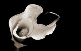 Calla Lily on a black background photo