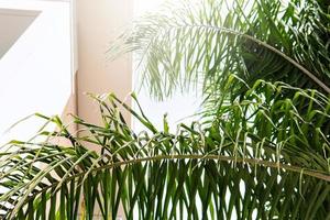 Closeup of green palm leaves near building wall. photo