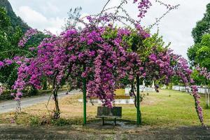 Blossoming bright pink bougainvillea tree in Thailand park. photo