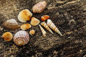diferentes conchas marinas y arena foto