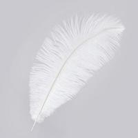 White ostrich feather isolated on gray background photo