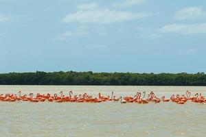 Group of beautiful pink flamingos. Celestun, Mexico. photo