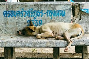 perro sin hogar de aspecto enfermizo acostado en un banco de piedra en Tailandia. foto