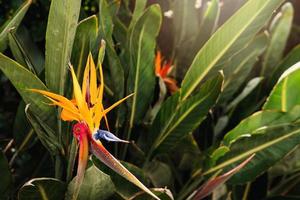 Closeup shot of bird of paradise flower in the tropical forest. photo